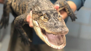 Chicago's favorite alligator, Chance The Snapper, is alive, well, and so very small